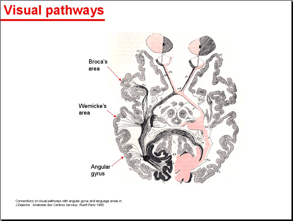 Salamons Neuroanatomy And Neurovasculature Web Atlas Resource